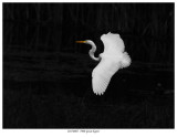 20170805 7900 Great Egret.jpg