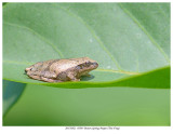 20170821  0390  Brown Spring Peeper (Tree Frog).jpg