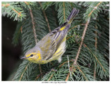 20170906  1304  Cape May Warbler.jpg