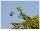 20170912 1445 SERIES - Belted Kingfisher.jpg