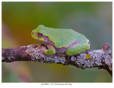20170909-1  5553 SERIES -  Eastern Gray Tree Frog.jpg