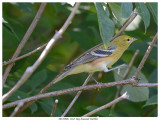 20170906 1162 Bay-breasted Warbler.jpg