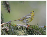 20170906 1151 Cape May Warbler.jpg