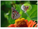 20170919 D7200 5983 Painted Lady 2.jpg