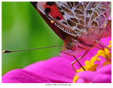 20170919 D7200 5978 Painted Lady c1.jpg