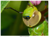 20170923 2483 Green Darner.jpg