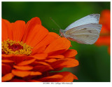 20170901 1011 Cabbage White Butterfly.jpg