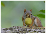 20170901 0920 SERIES - Red Squirrel.jpg