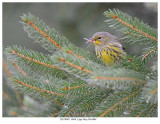 20170901 0848 Cape May Warbler.jpg