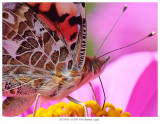20170919 D7200 5786 SERIES - Painted Lady c1.jpg