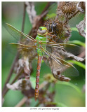 20170906  1362 Green Darner Dragonfly.jpg