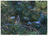 20170923 2323 Cooper’s Hawk.jpg
