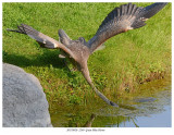 20170920 2240 SERIES - Great Blue Heron.jpg