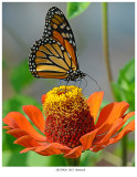 20170920 2051 Monarch.jpg
