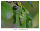 20170909-1 5712 Eastern Gray Tree Frog.jpg
