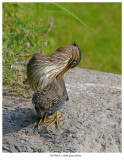 20170818-1 9649 Green Heron.jpg