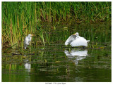 20170805 7734 Great Egret.jpg