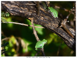 20170829 5020 5007 Eastern Gray Tree Frog.jpg