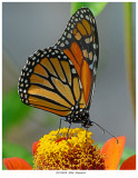 20170920 2046 Monarch.jpg