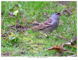 20170513  0519  White-crowned Sparrow.jpg