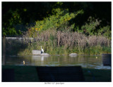 20170923 227 Great Egret.jpg