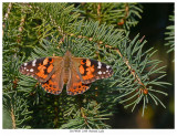 20170920 2160 SERIES - Painted Lady.jpg