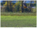 20171023 6809 Northern Harrier r1.jpg