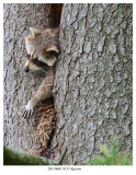 20170601 9535 Racoon.jpg