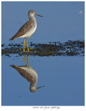20171023 6653 Greater Yellowlegs.jpg