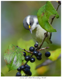 20171104 7498 Black-throated Gray Warbler r1r1.jpg