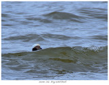 20171103 7384 Long-tailed Duck.jpg