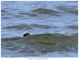 20171103  7384  Long-tailed Duck.jpg