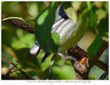 20171107 7872 Black-throated Gray Warbler.jpg