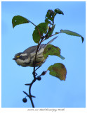 20171106 7558 Black-throated Gray Warbler.jpg