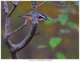 20171103  7038  Red-breasted Nuthatch.jpg