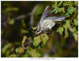 20171115 8114 Black-throated Gray Warbler.jpg