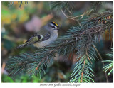 20171115 8166 Golden-crowned Kinglet.jpg