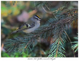 20171115  8166  Golden-crowned Kinglet.jpg