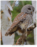 20171123 8213 Barred Owl.jpg