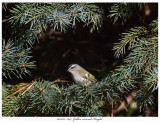 20171115 8144 Golden-crowned Kinglet.jpg