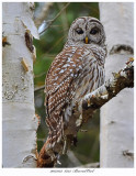 20171123  8225  Barred Owl.jpg