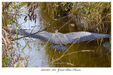 20171103 7011 Great Blue Heron.jpg
