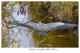 20171103  7011  Great Blue Heron.jpg