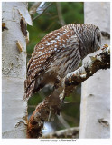 20171123  8239  Barred Owl.jpg