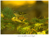 20171115  8190  Golden-crowned Kinglet.jpg