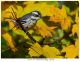 20171107 8036 Black-throated Gray Warbler.jpg