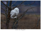 20171201 8321 Snowy Owl.jpg