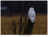 20171201  8364  Snowy Owl.jpg