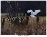 20171201 8391 Snowy Owl2.jpg