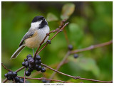 20171106 7565 Chickadee.jpg